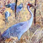 Brolga�s Dance